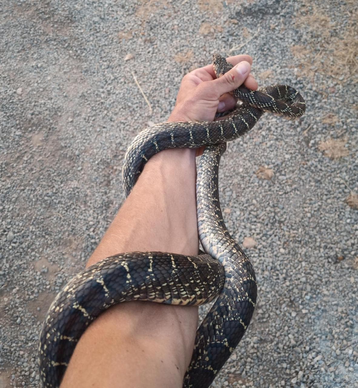 What Canadian tourists need to know about the snake situation on Ibiza in 2024