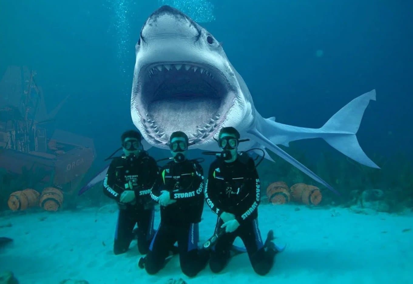Regions where there is the greatest risk of being bitten by a shark